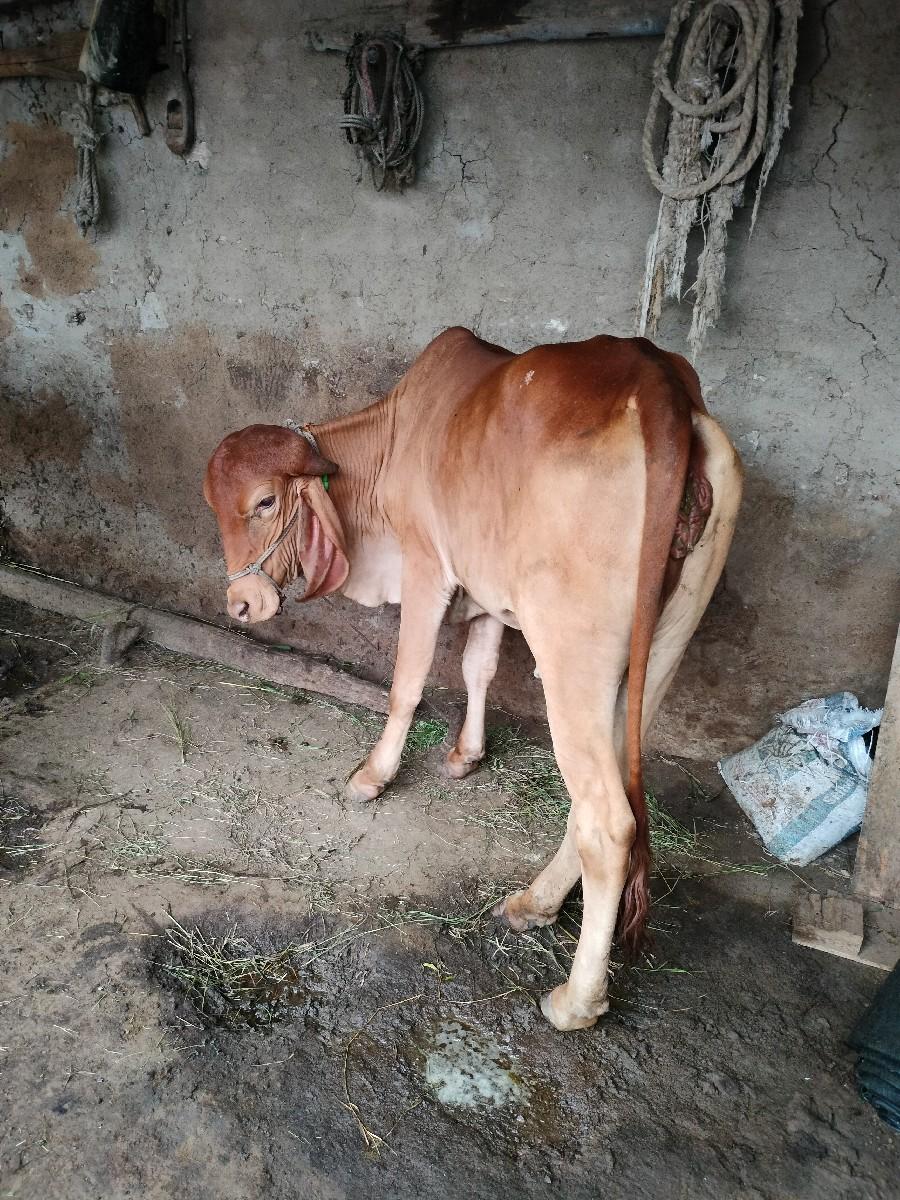 બે વર્ષ ની સ્વર્ણ કપીલા