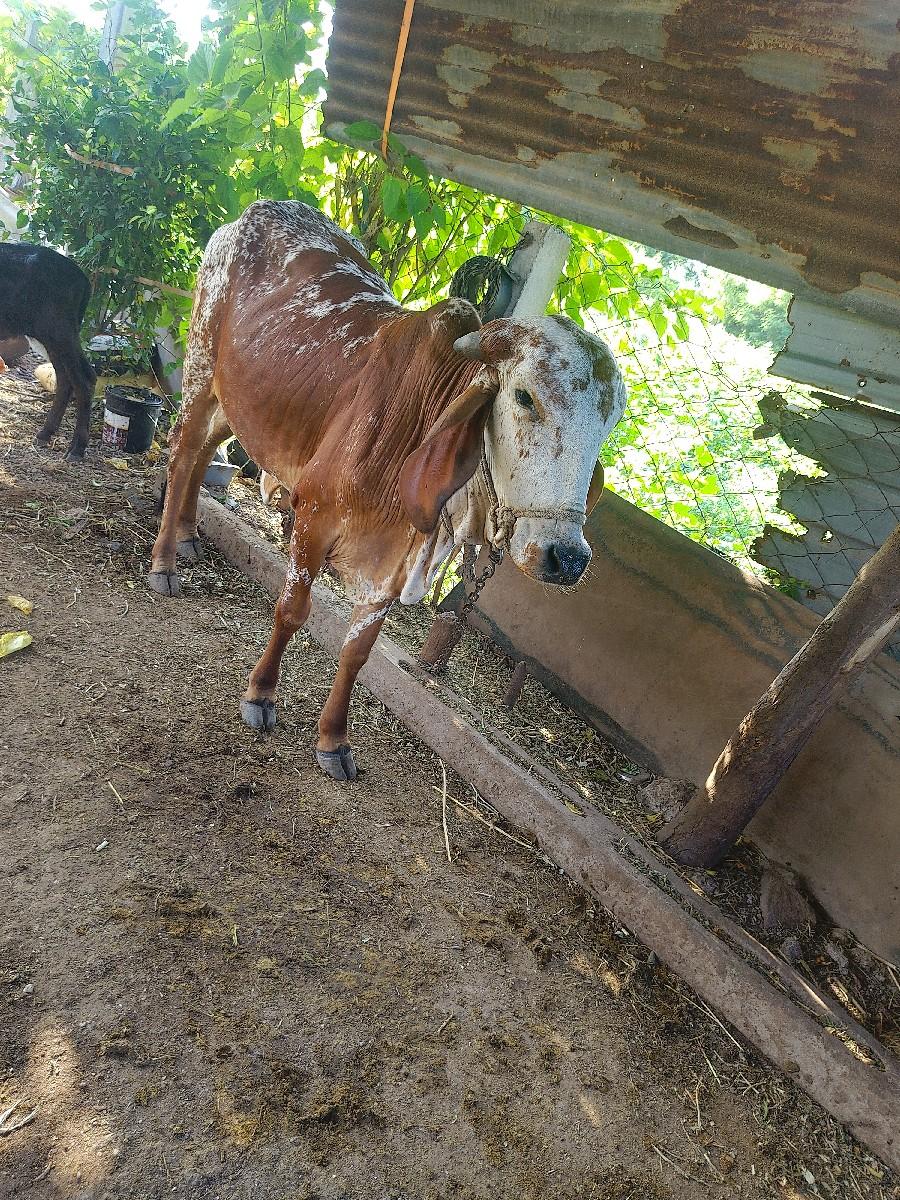 થંબનેલ 3