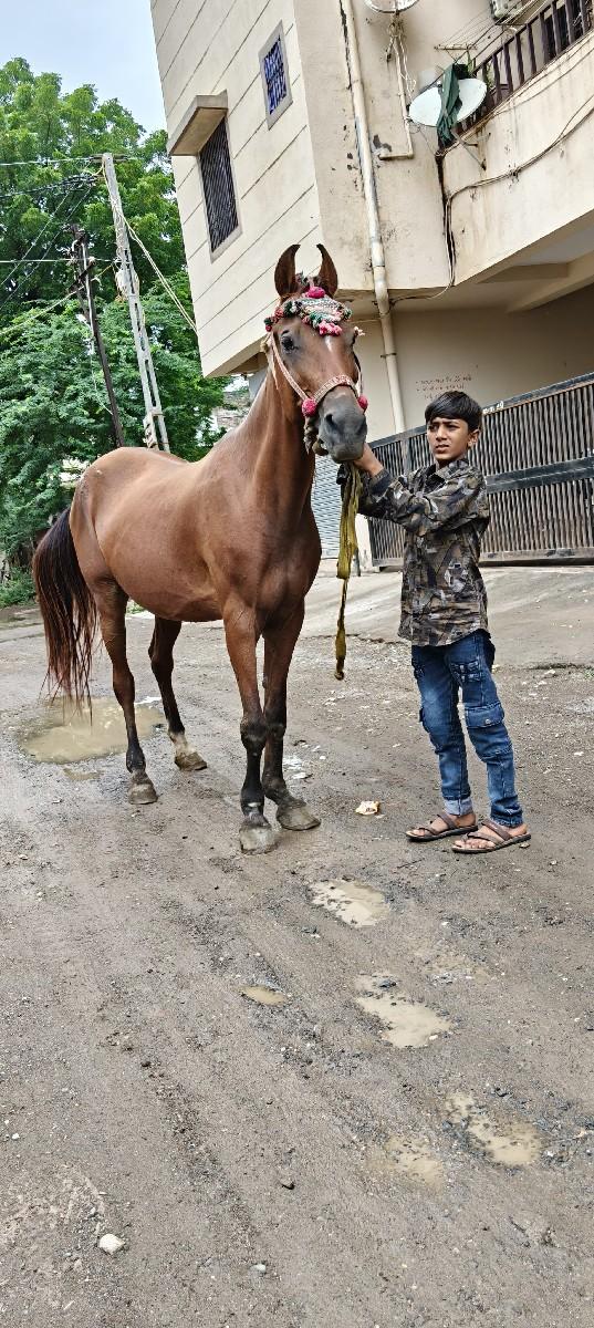 ઘોડી વેચવાની છે