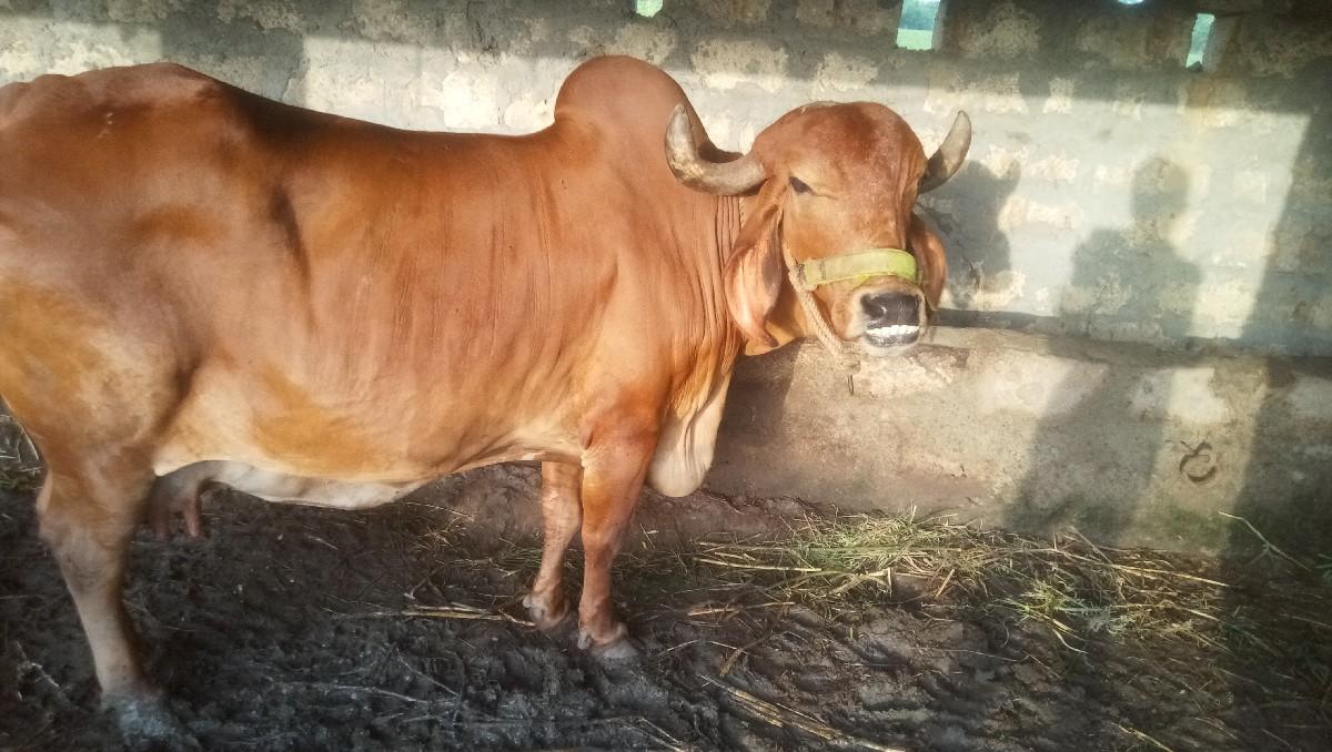 थंबनेल 2