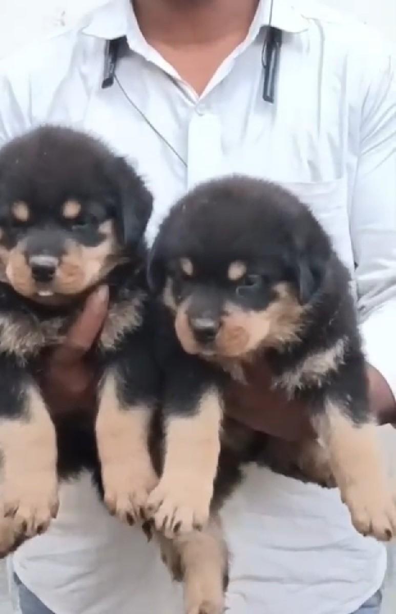 થંબનેલ 2