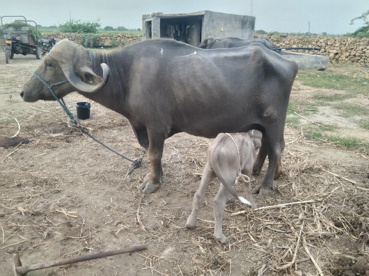 થંબનેલ 3