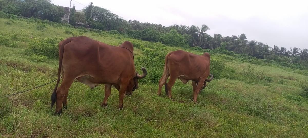 થંબનેલ 2