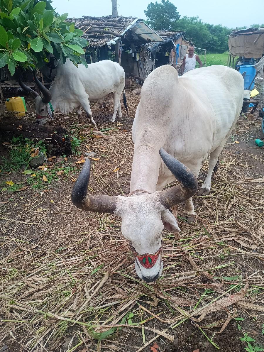 થંબનેલ 3