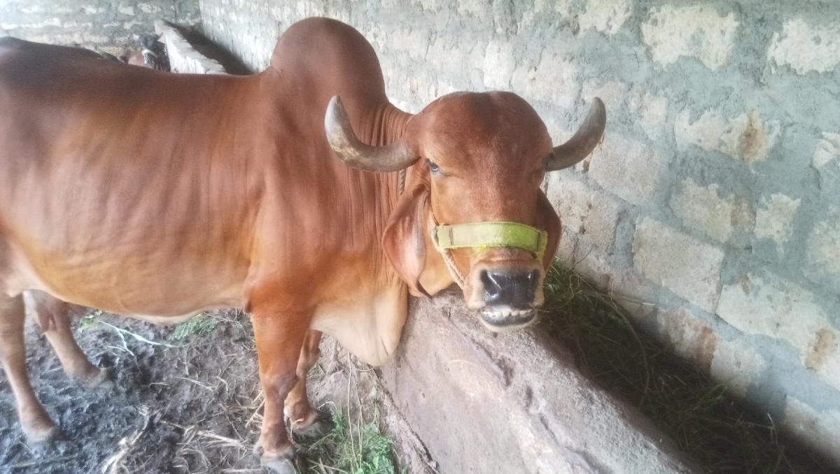 थंबनेल 3