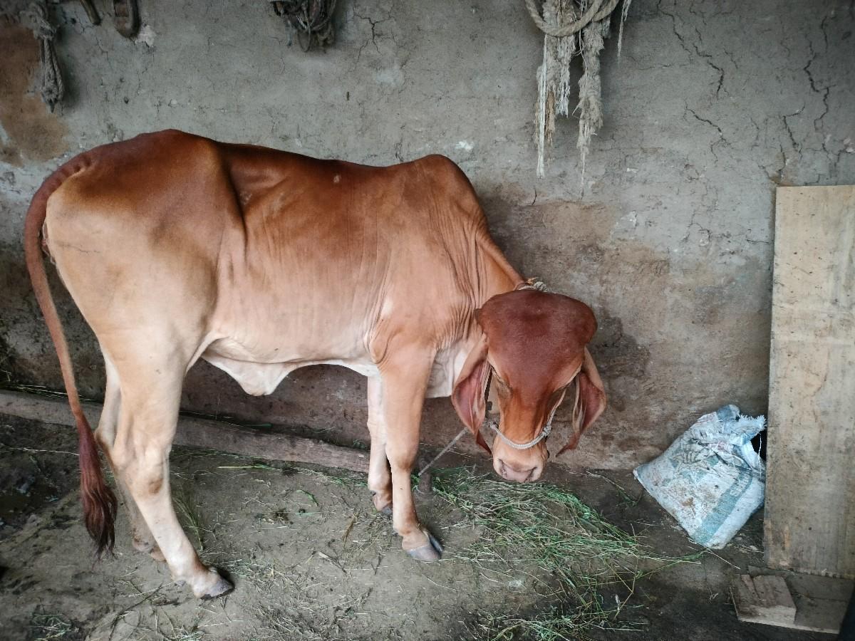 થંબનેલ 2