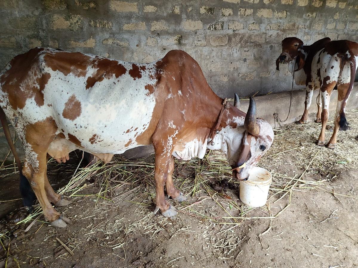 વાસડો બુલ આપવાનો છે