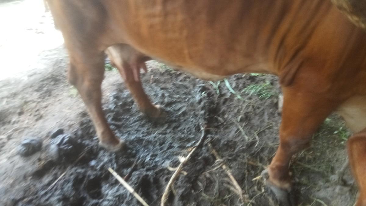 વેચવાની