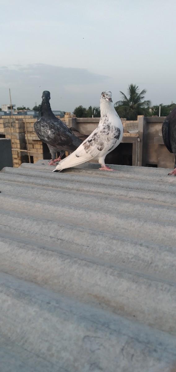 કબુતર વેચવાના છે