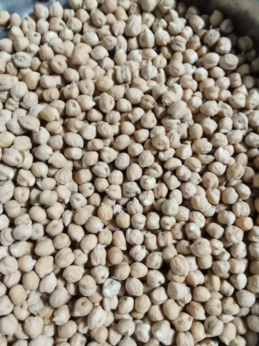 b 2 ચણા વેચવાના છે