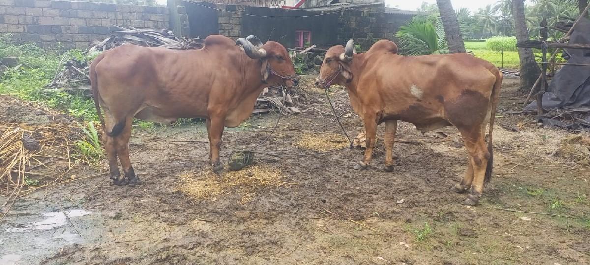 બરઘ.વેસવાના.સે