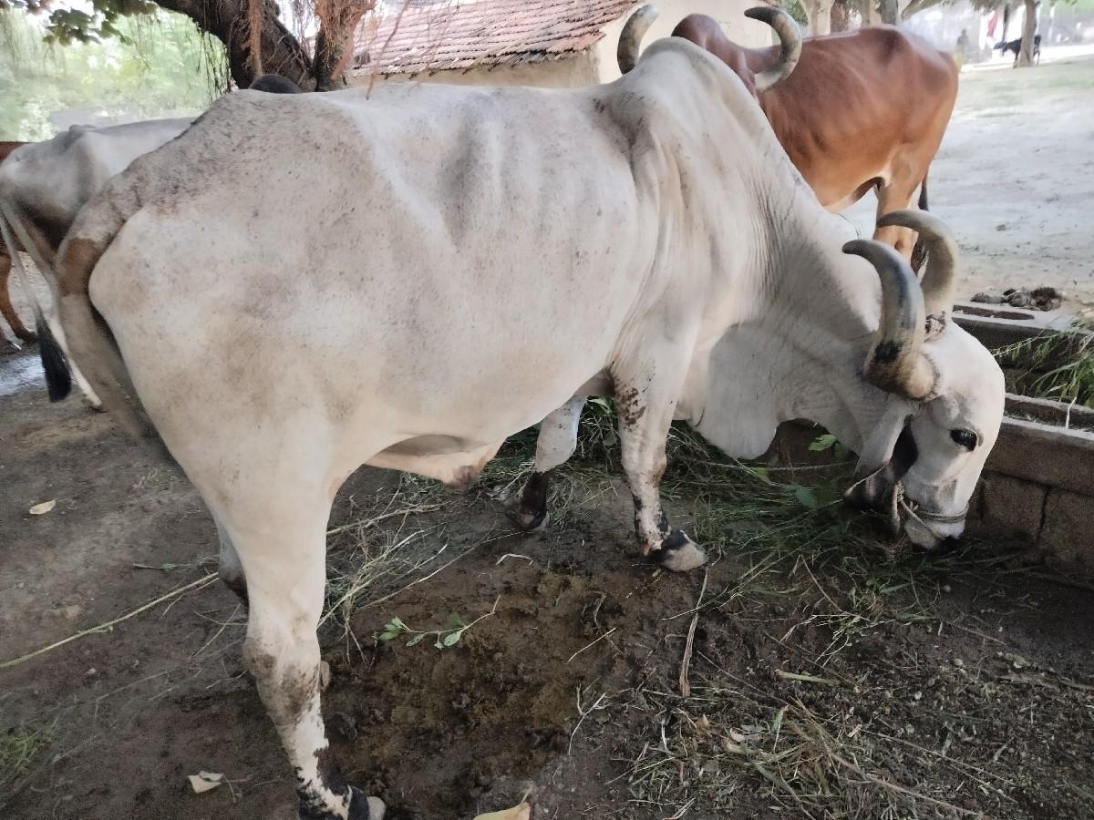 थंबनेल 3