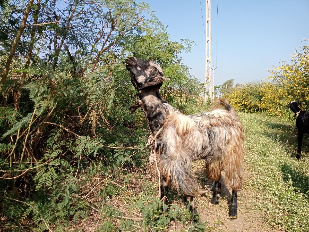 3 બકરા વેચવાના છે ૨ વર્ષ ના છે