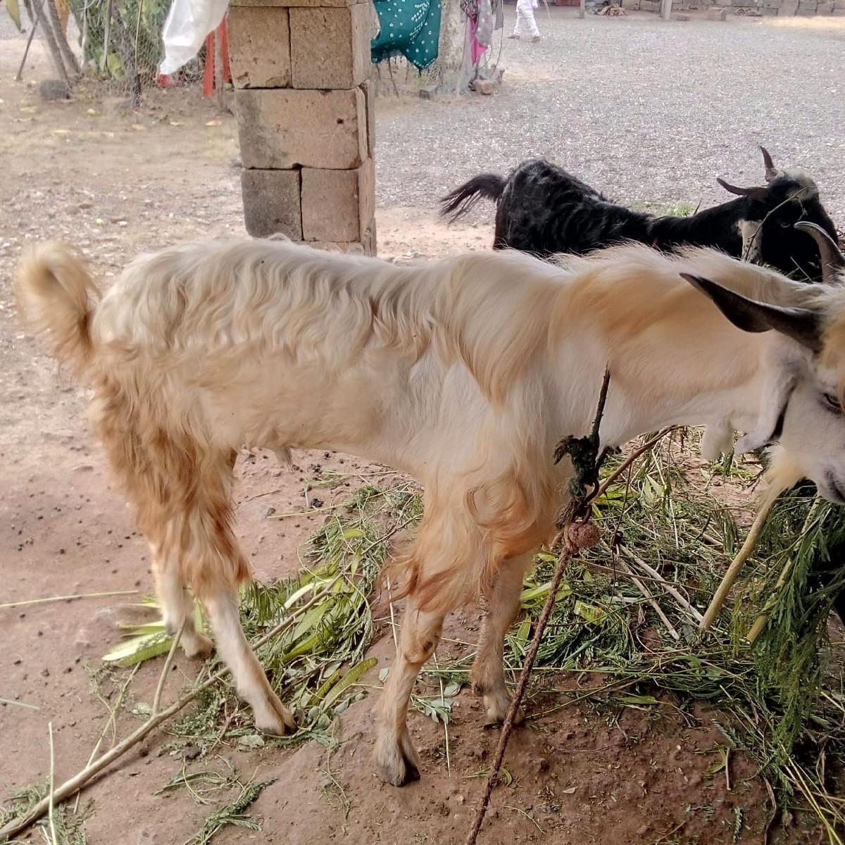 થંબનેલ 2