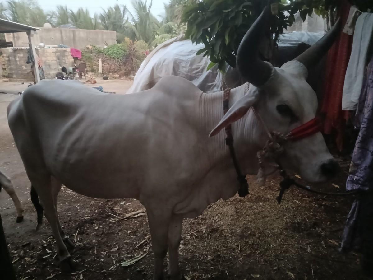 થંબનેલ 2