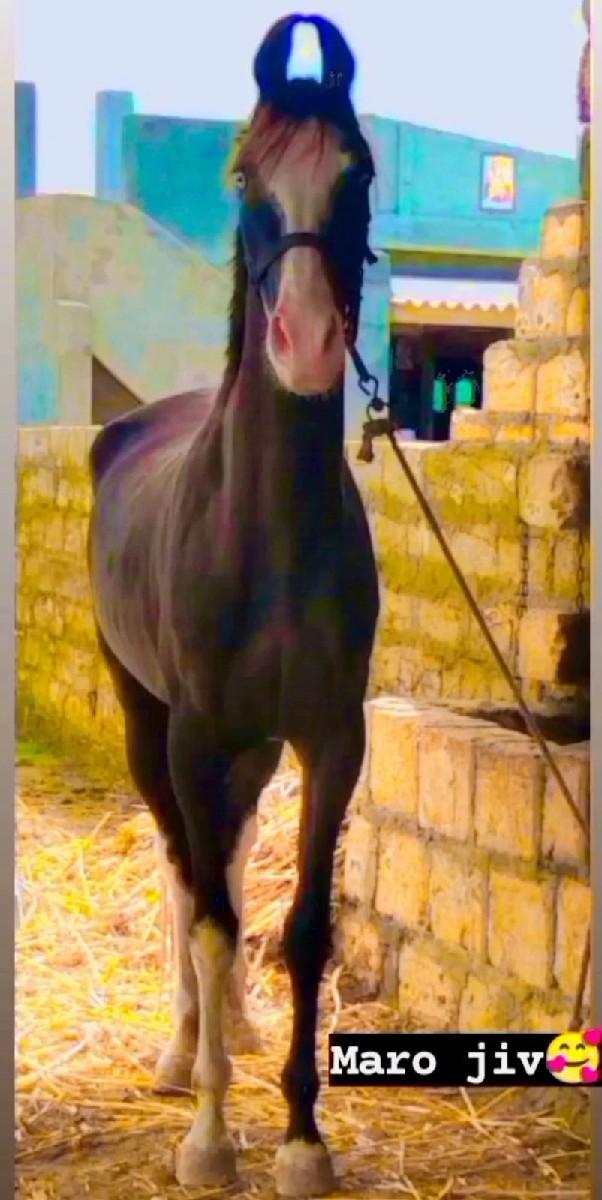 થંબનેલ 2