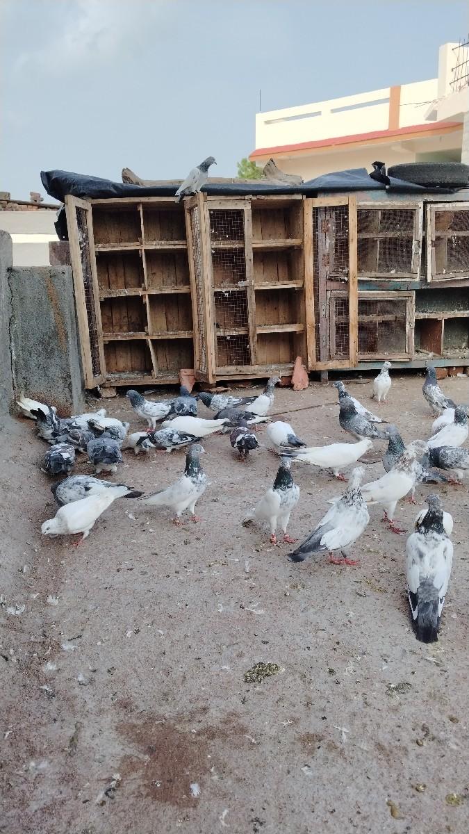 વેચવાના છે