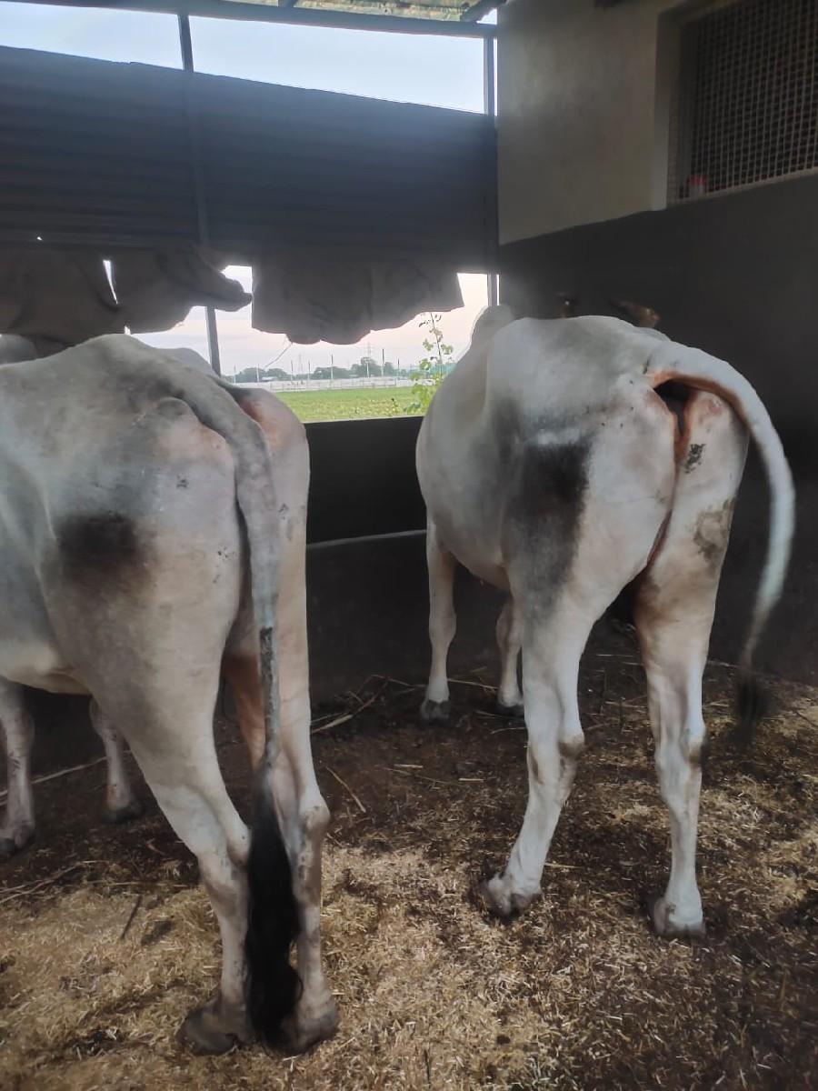 બરદ વેસવા છે