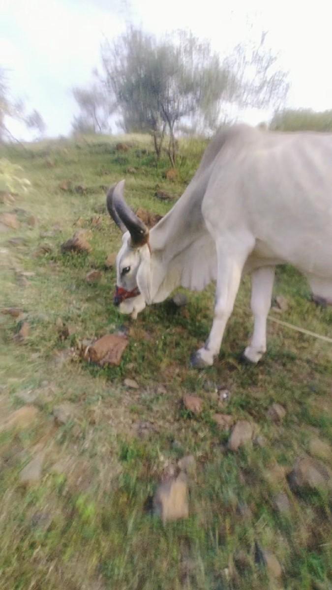 બળદ-નું લે-વેચ