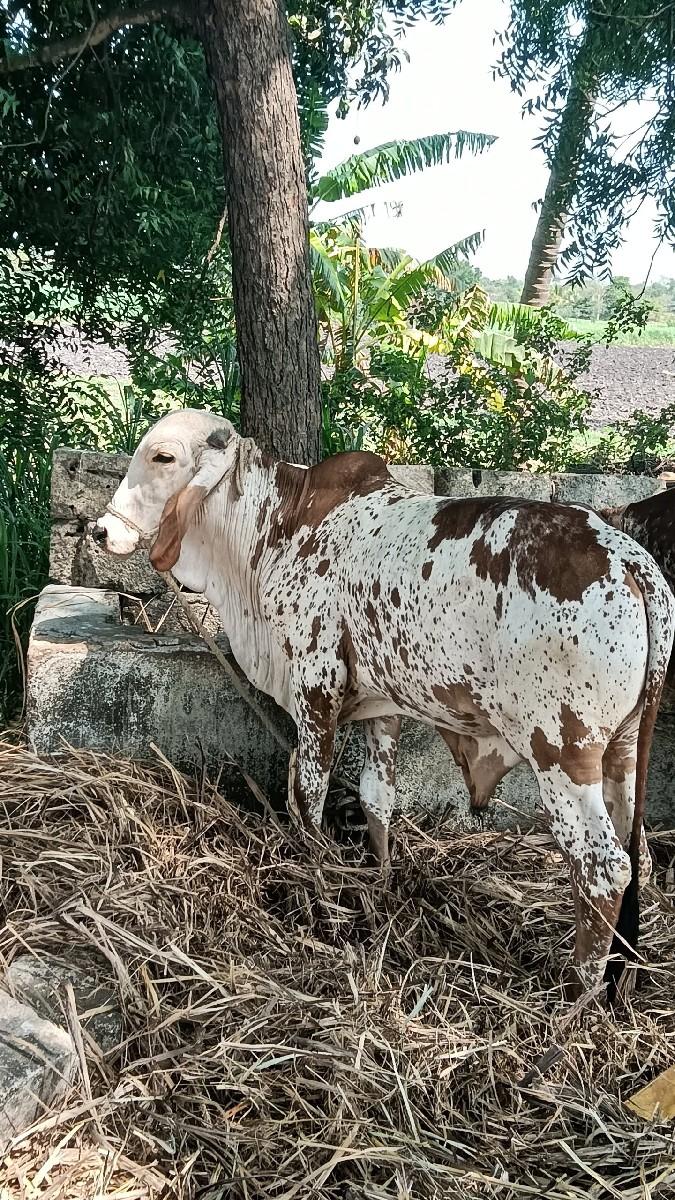 વાછડો વેચવાનો છે