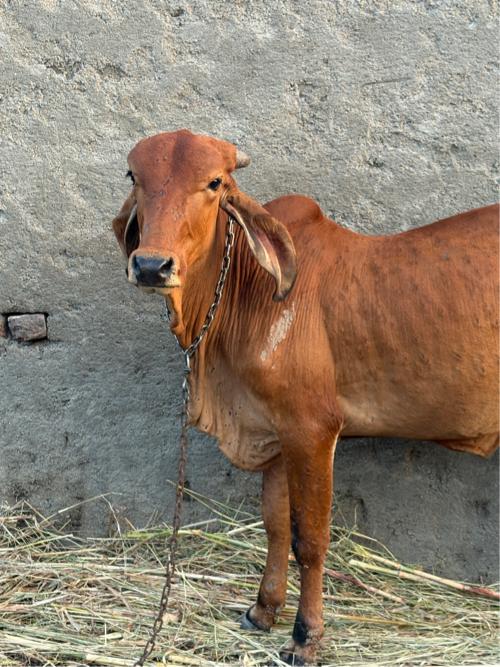 થંબનેલ 2