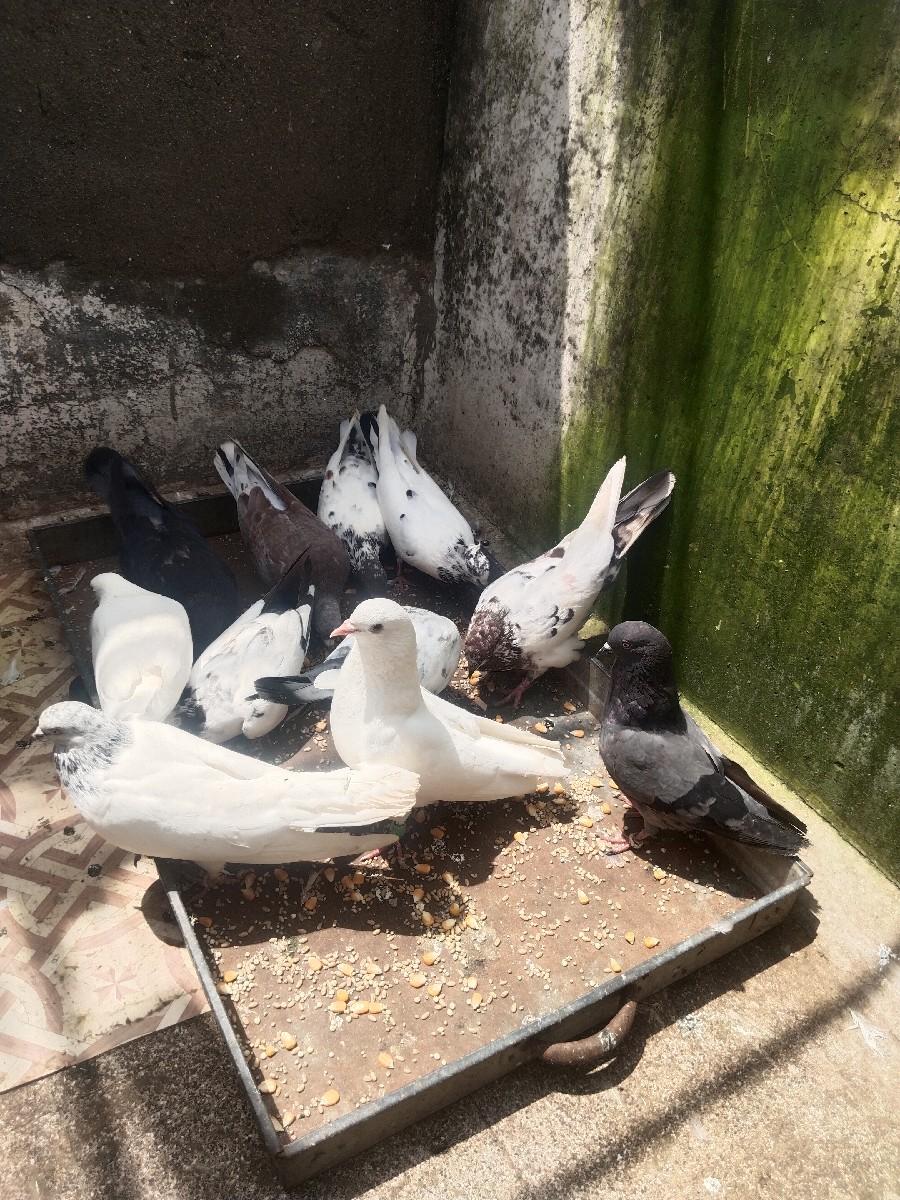 થંબનેલ 2