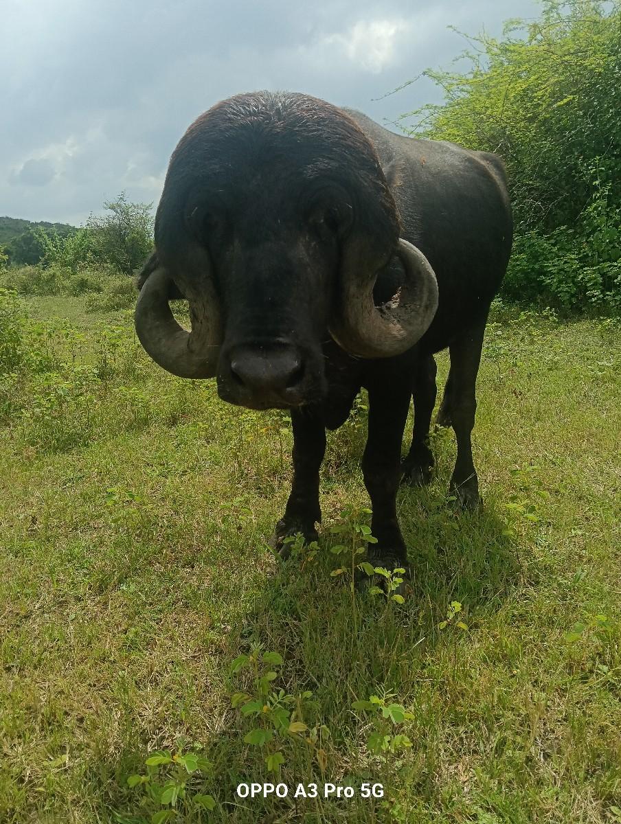 थंबनेल 3