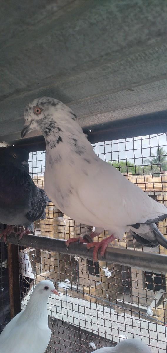 થંબનેલ 3