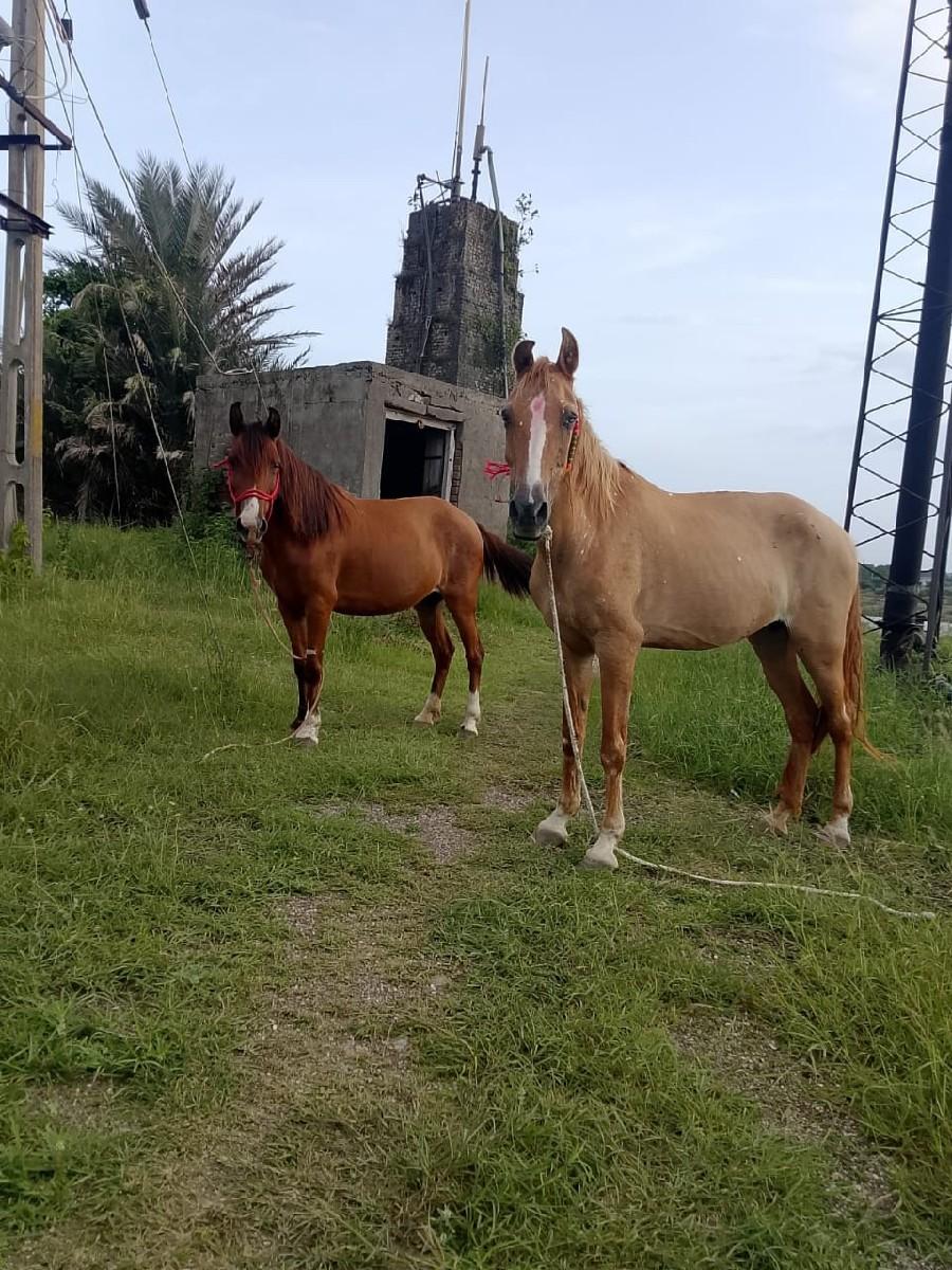 થંબનેલ 2