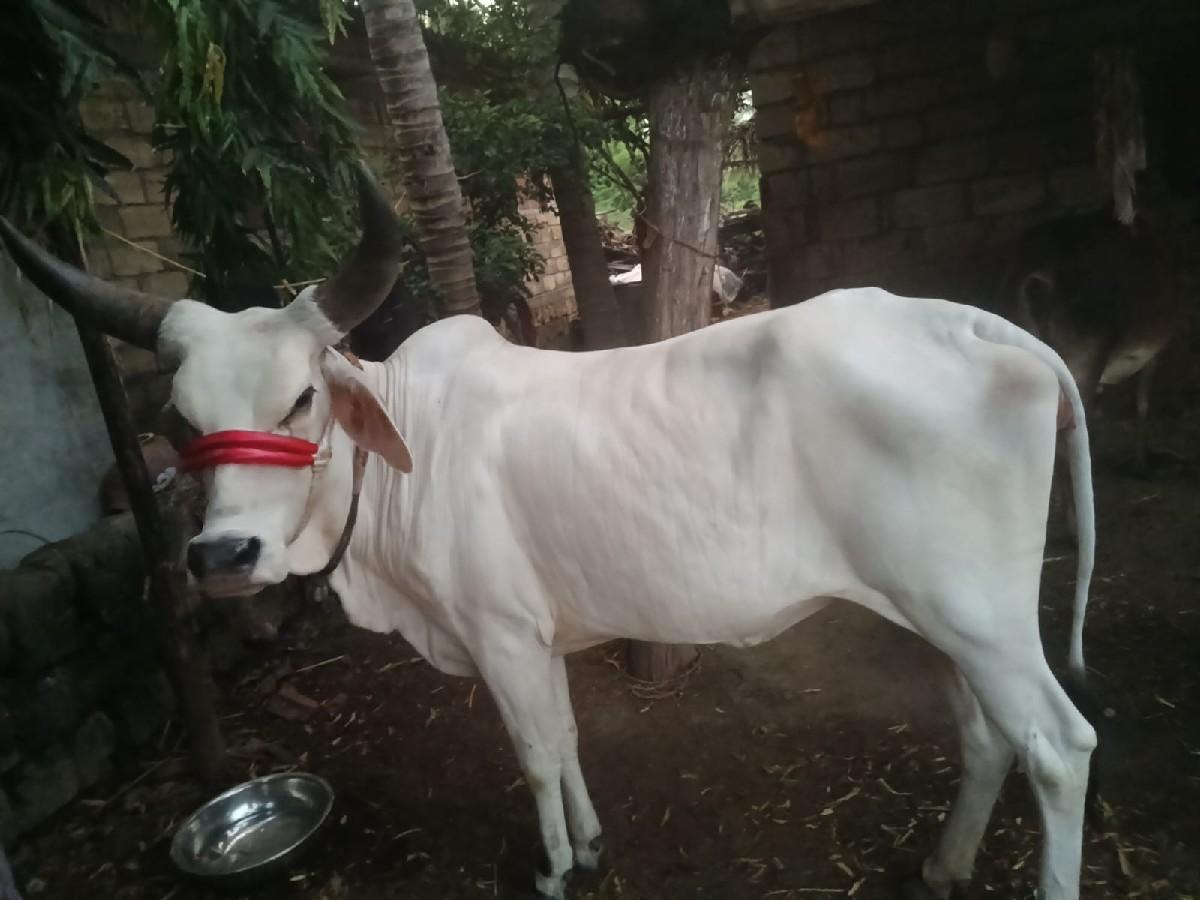 વિસણવેલ