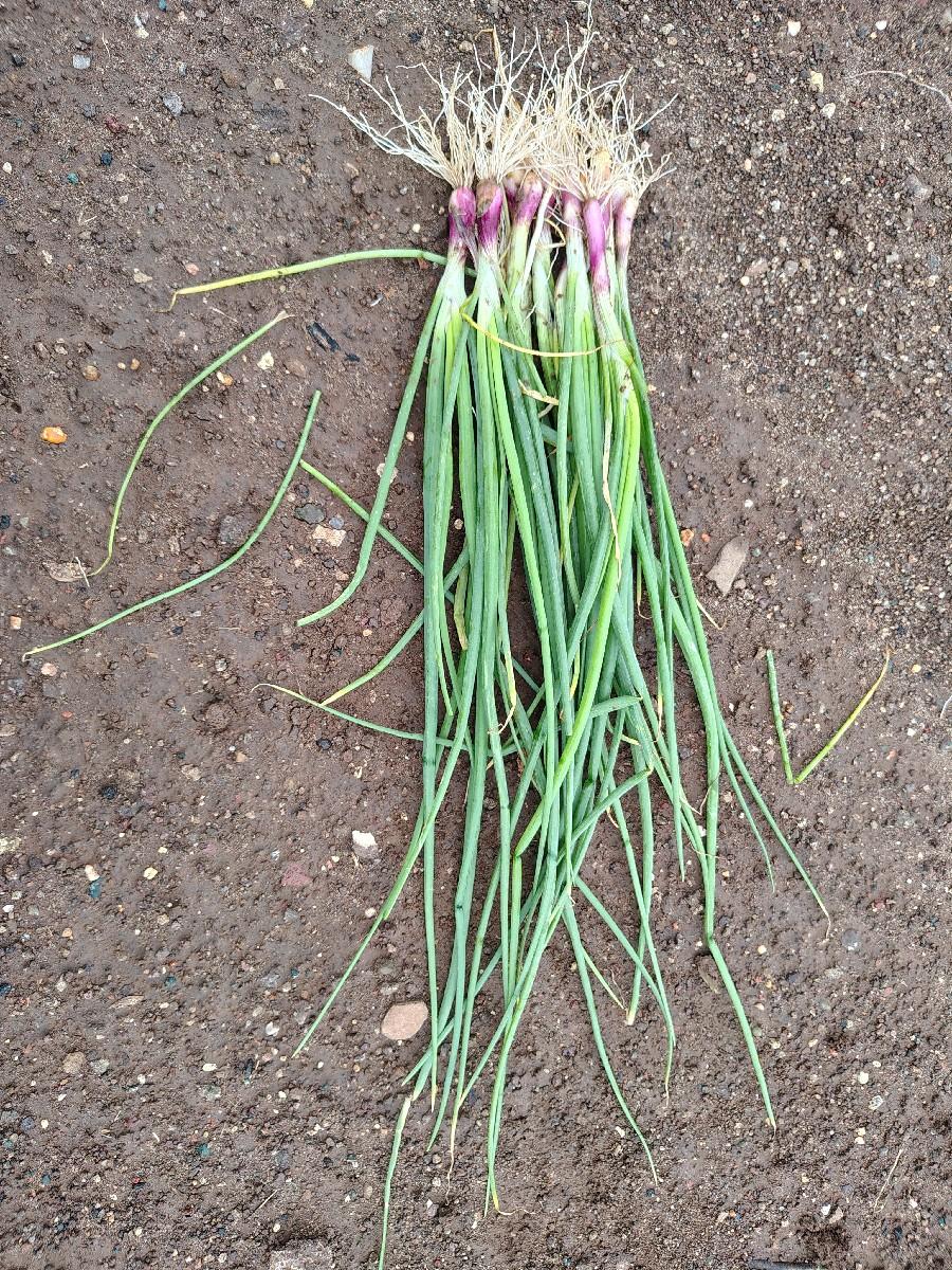 લાલ ડુંગળી નો રોપ વેચવાનો છે.