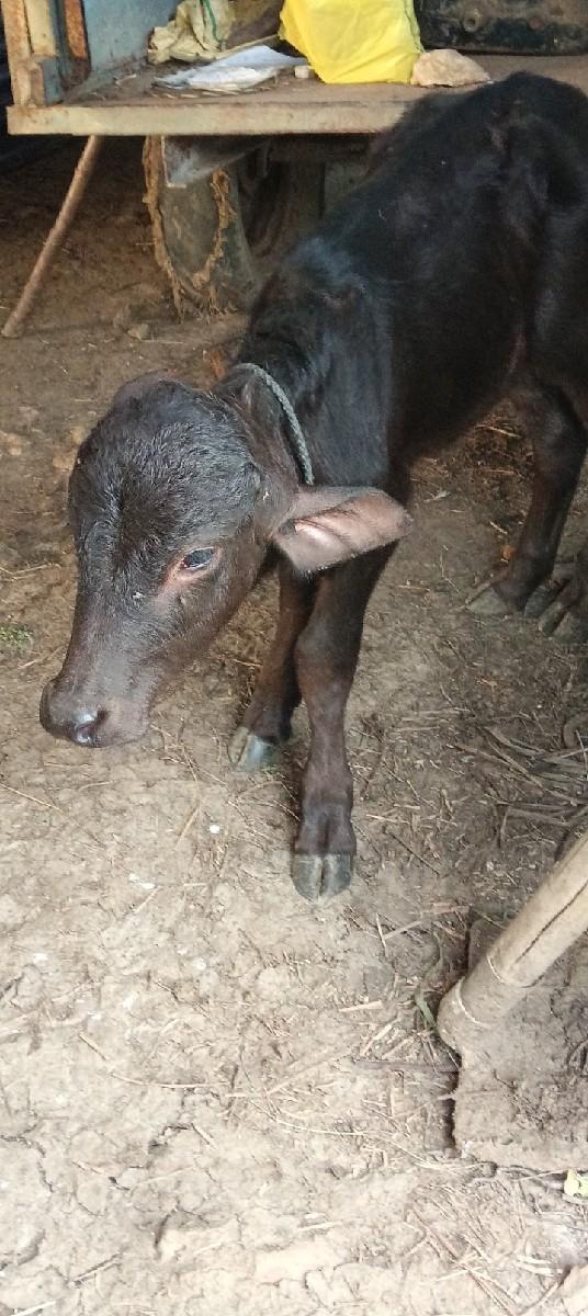 થંબનેલ 2