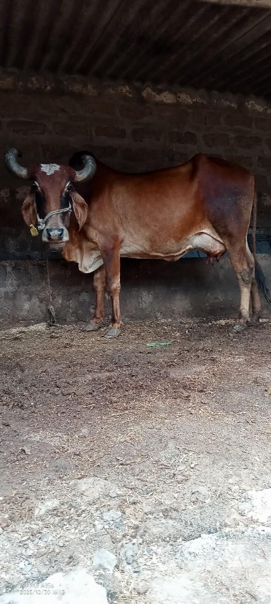 થંબનેલ 2