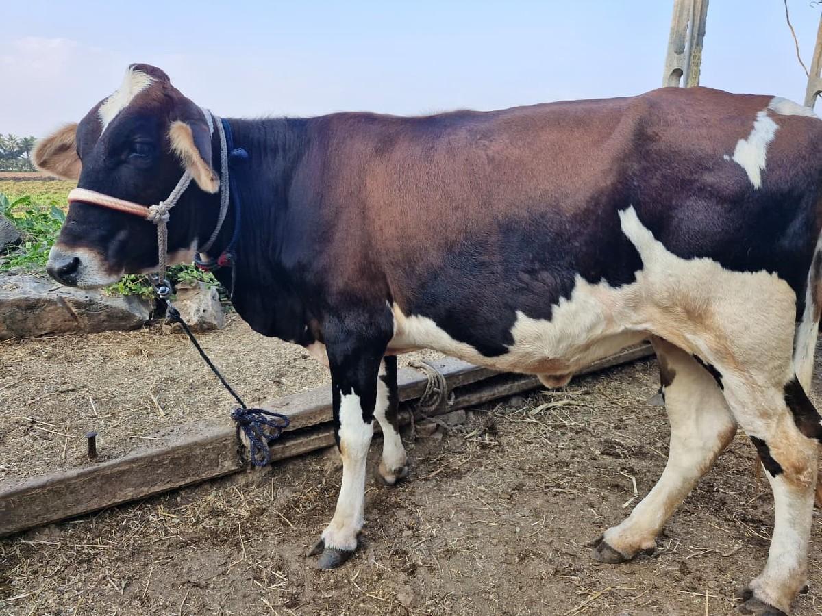 થંબનેલ 2