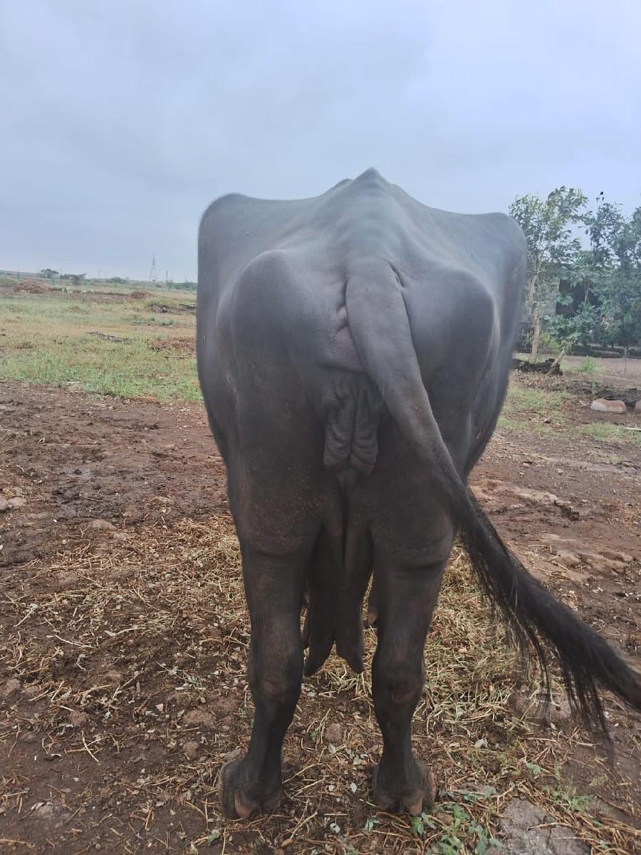 ભેસ વેસવાની છે.