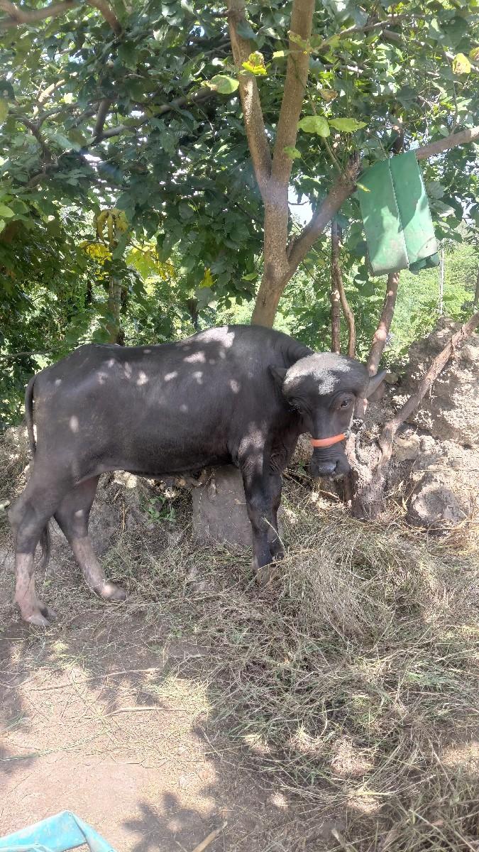 થંબનેલ 2