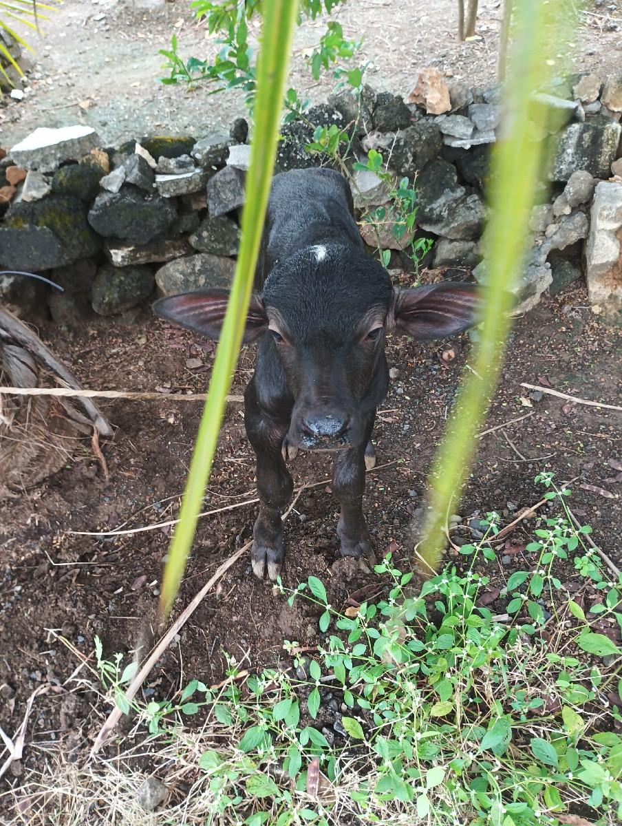 થંબનેલ 2