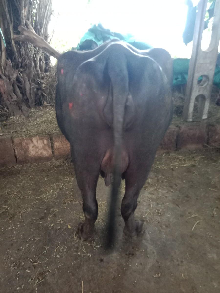 થંબનેલ 3