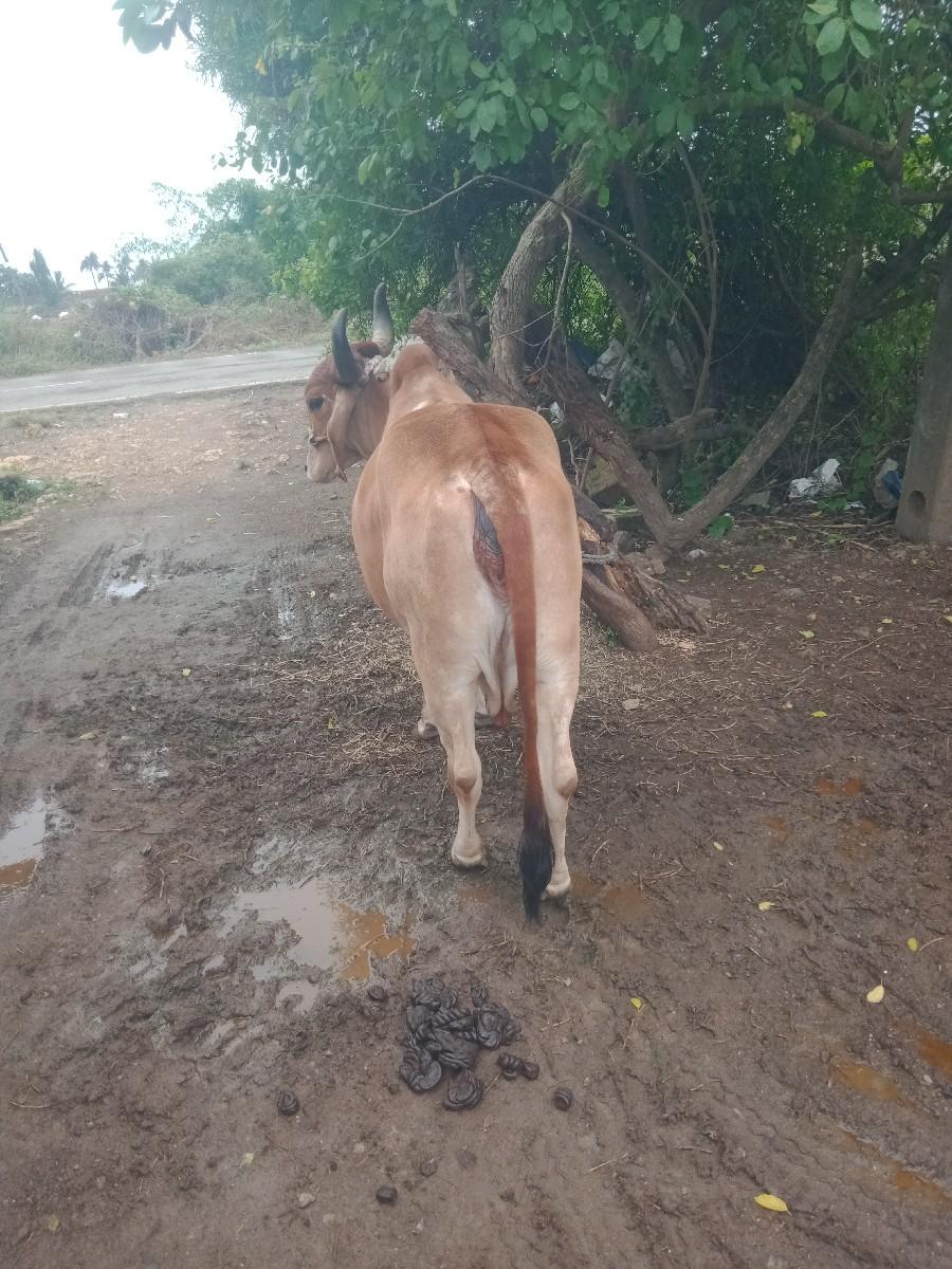 ગાય વેચવાની છે