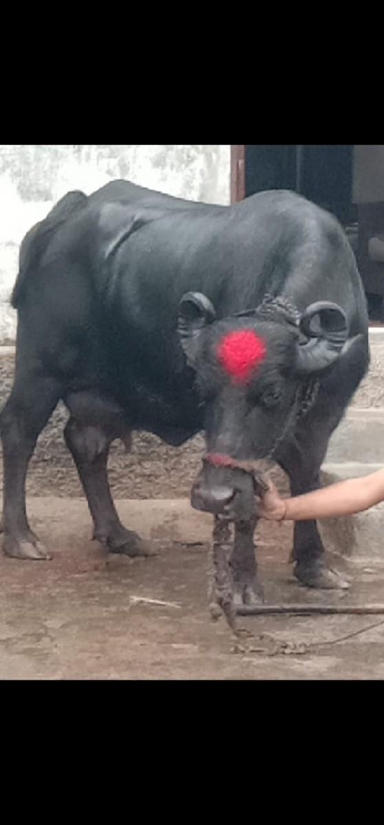 થંબનેલ 2