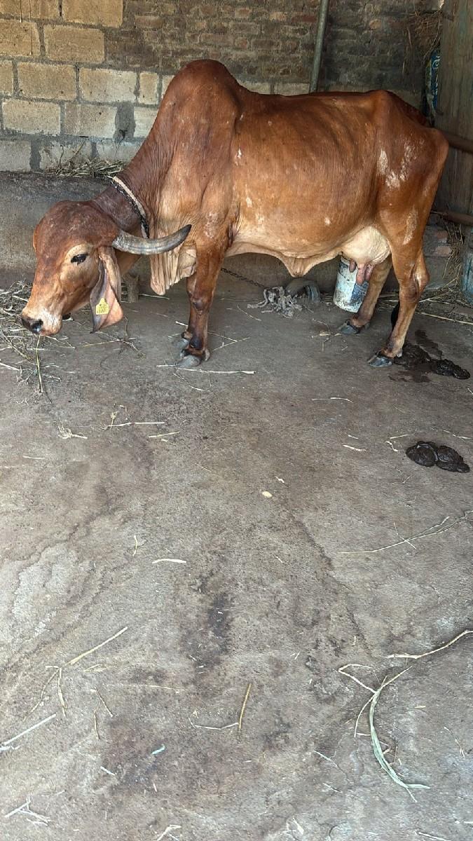 ગાય વેચવાની છે...