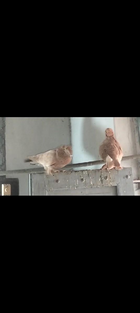 પલ પલ કબુતર નો નર વેચવાનો છે