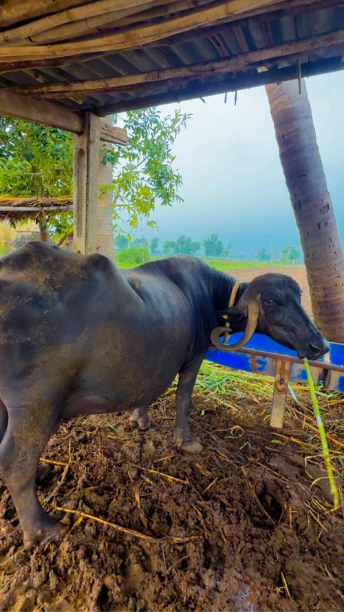 ભેંસ વેચવાની છે ( ફૂલ જવાબદારી)