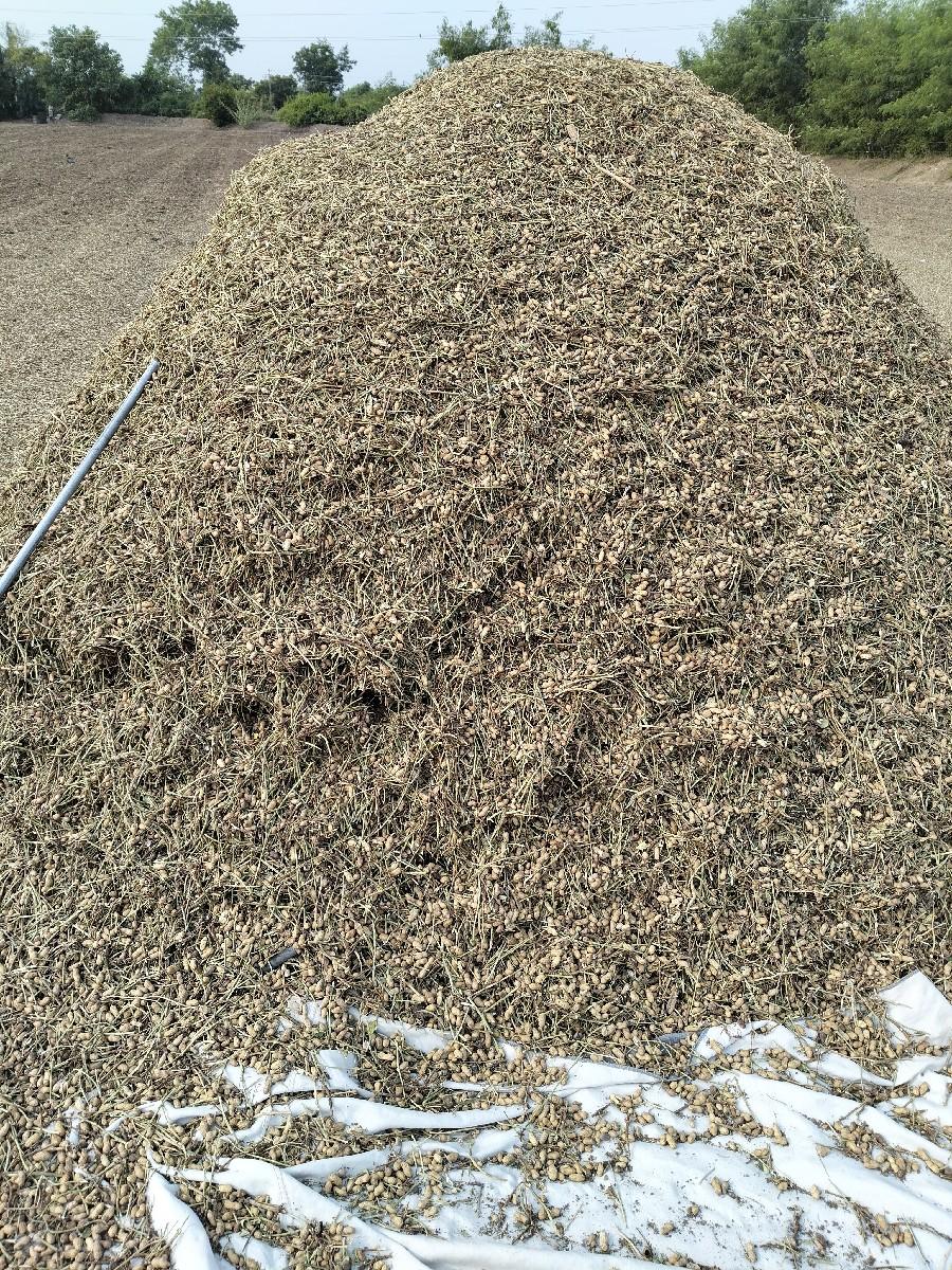 મગફળીનો પાલો વેચવાનો છે ગિરનાર 4