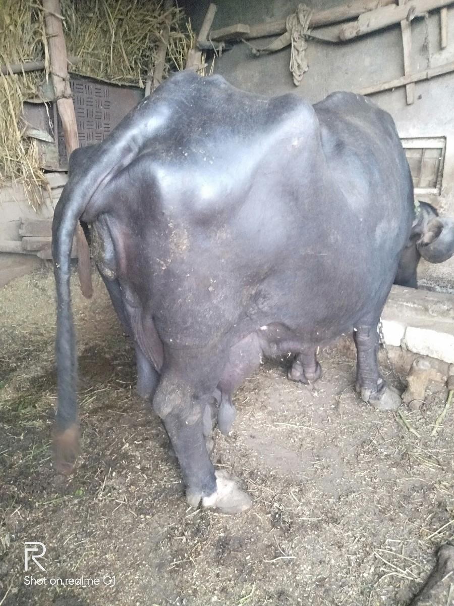 થંબનેલ 2