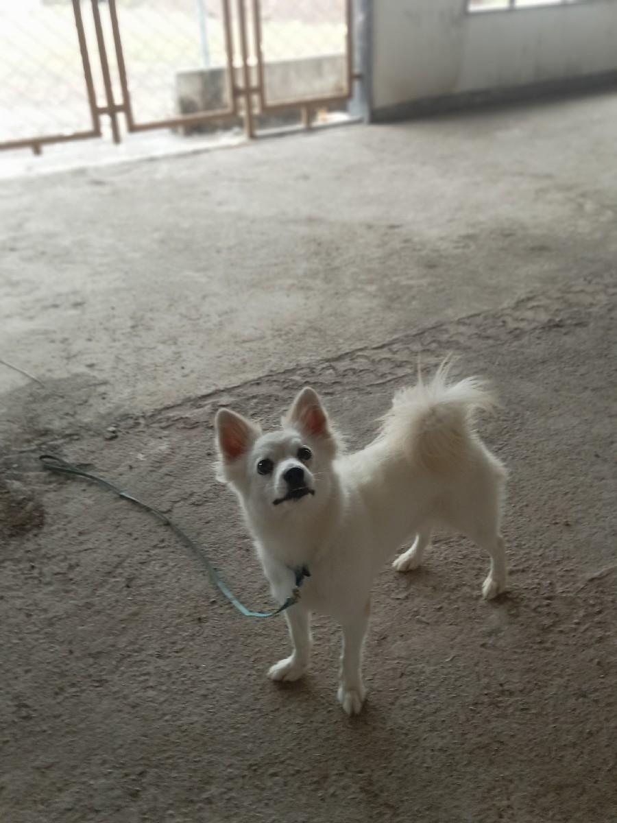 પમોરીયન કુતરી વહેંચવાની છે