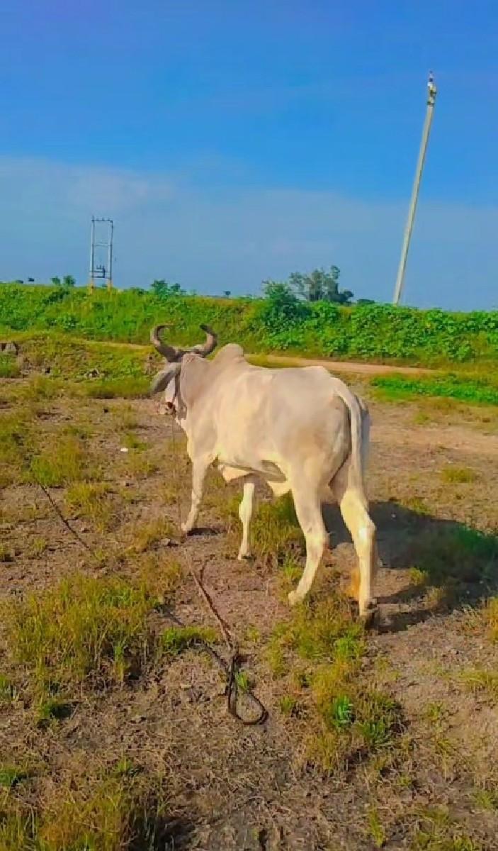 ગોધલો વેચવાનો છે