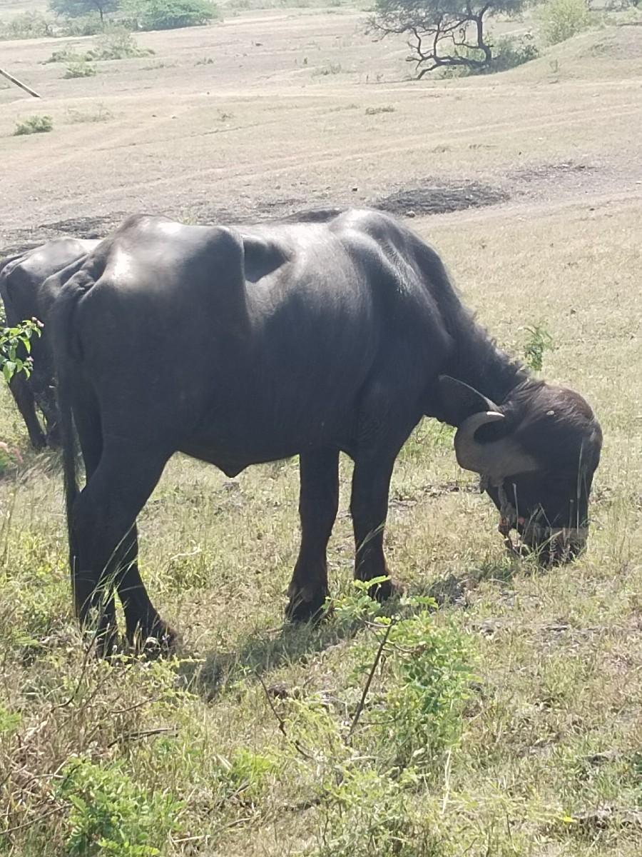 ખળેલી વેચવાની છે