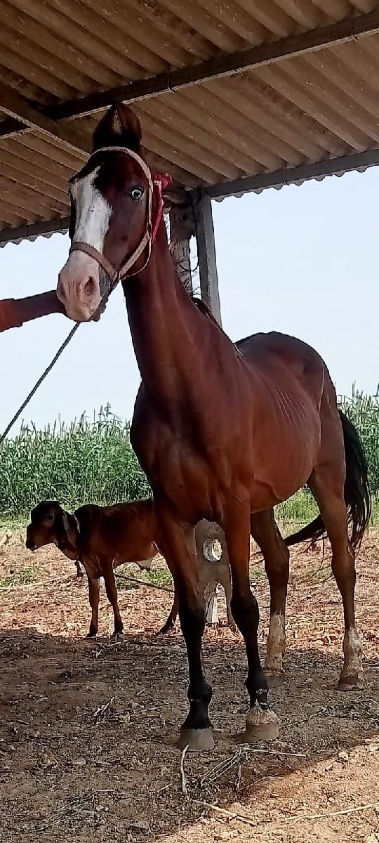 થંબનેલ 2