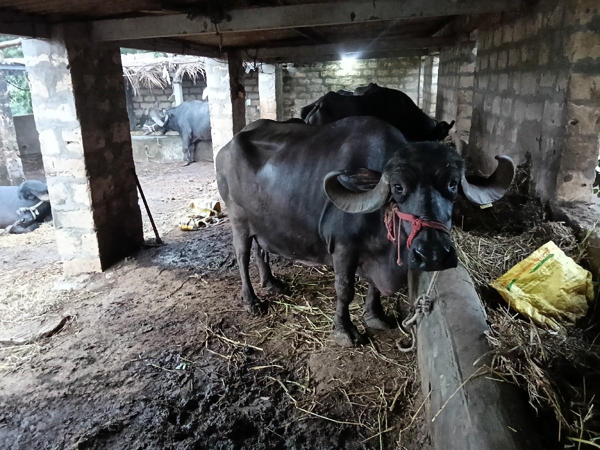 થંબનેલ 2